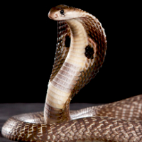 ฝันเห็นงูตัวใหญ่