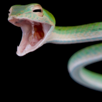 ฝันว่าโดนงูกัด